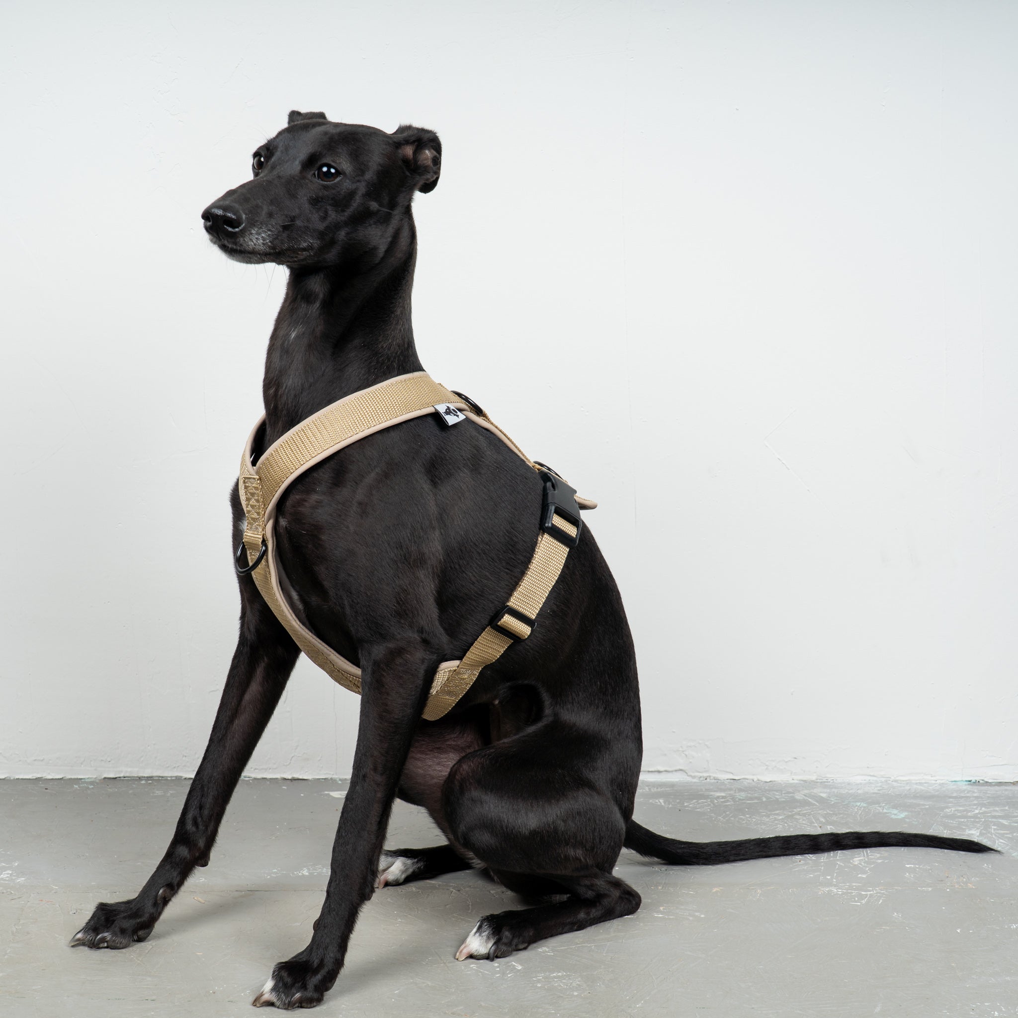 SOFTSHELL HUNDEGESCHIRR Windhund Sand