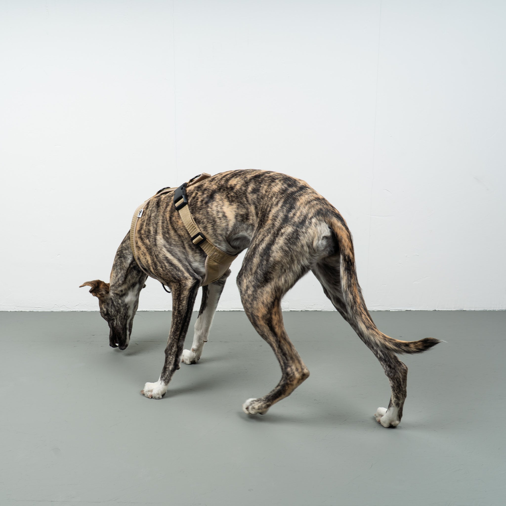 SOFTSHELL HUNDEGESCHIRR Windhund Sand