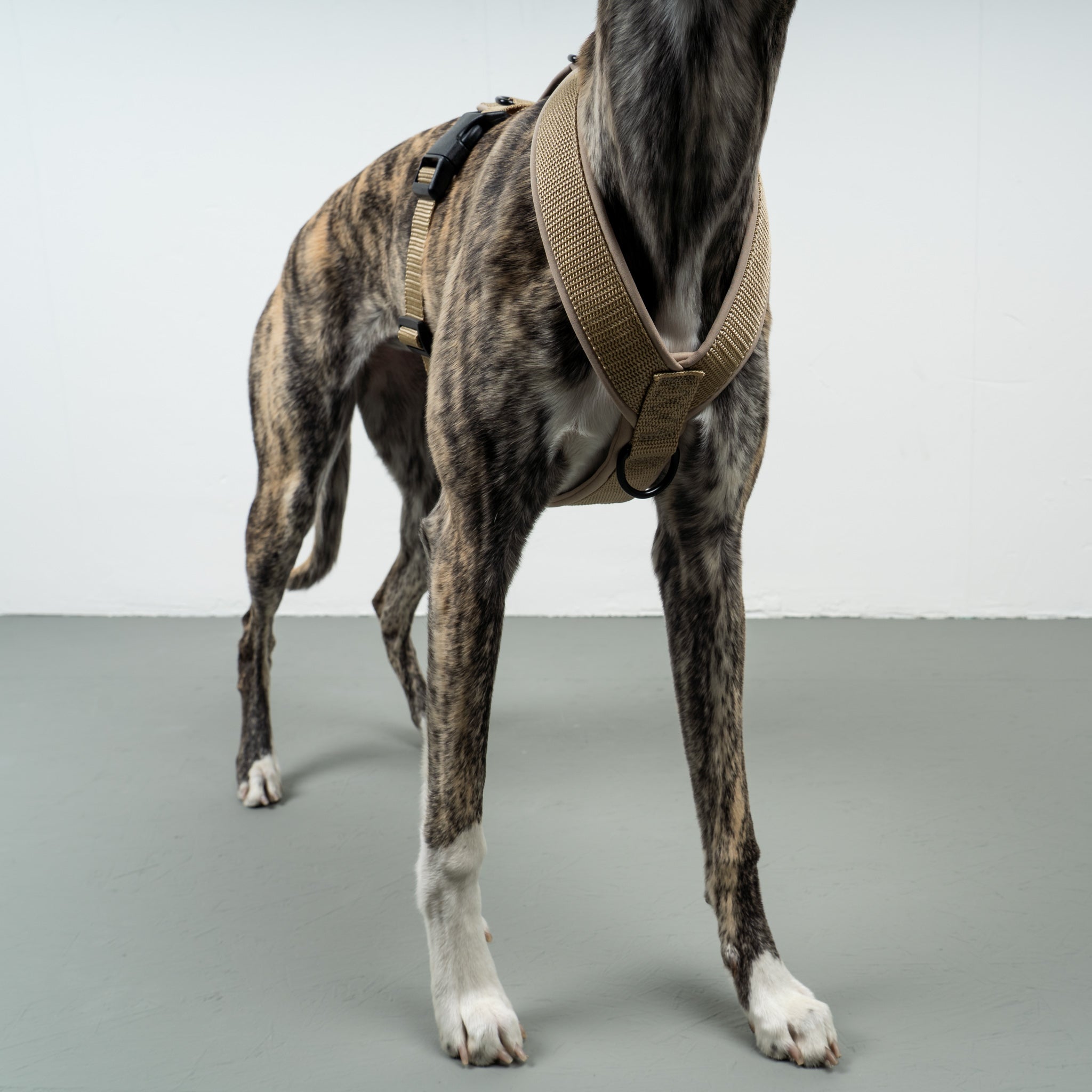 SOFTSHELL HUNDEGESCHIRR Windhund Sand