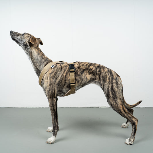 SOFTSHELL HUNDEGESCHIRR Windhund Sand