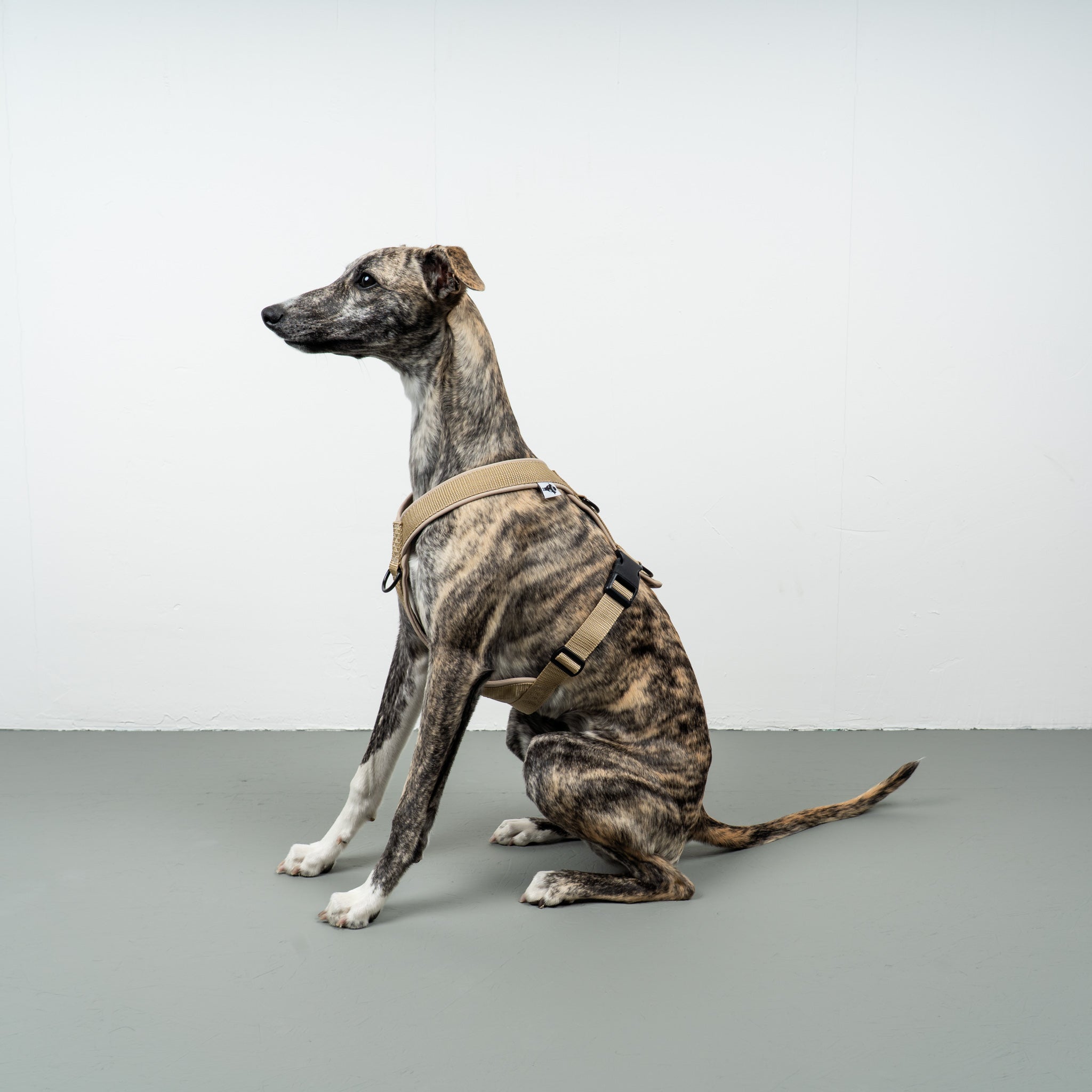SOFTSHELL HUNDEGESCHIRR Windhund Sand