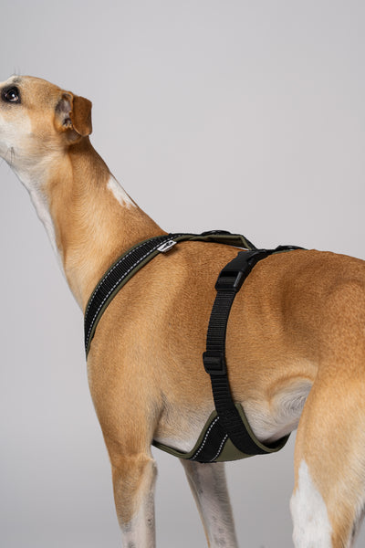 Geschirr in Bewegung – Whippet läuft im Dark Olive Softshell-Geschirr mit reflektierenden Elementen