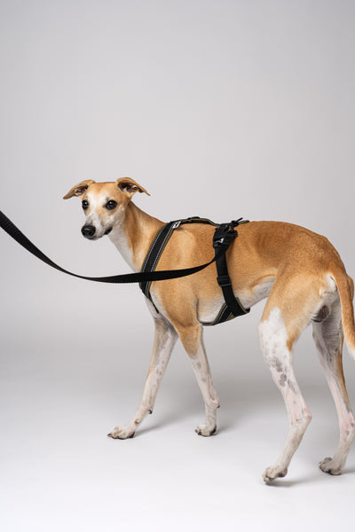 Whippet im maßgeschneiderten Windhundgeschirr aus Dark Olive Softshell – kombiniert mit Leine
