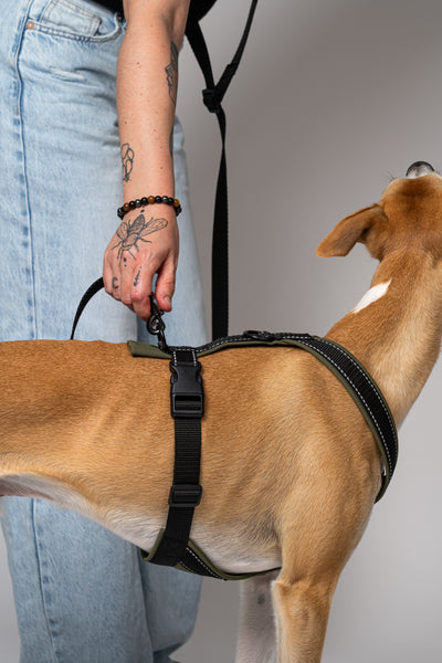 Weiches, wetterfestes Softshell-Geschirr für Windhunde – Whippet zeigt Passform und Funktionalität