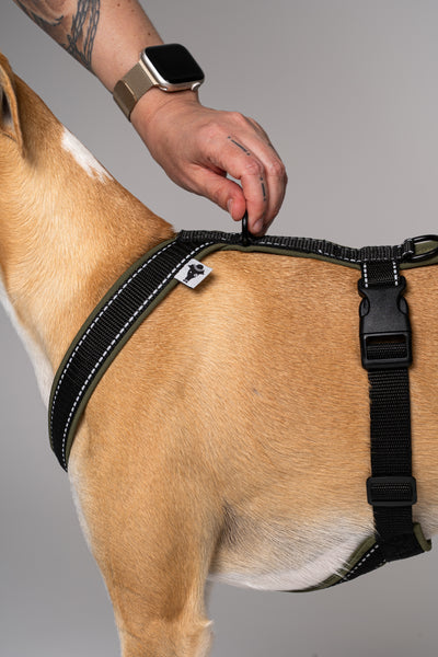 Handgemachtes Windhundgeschirr aus Berlin – Whippet präsentiert das Modell in Dark Olive mit Reflektorstreifen