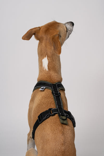 Hundegeschirr speziell für Windhunde – Nahaufnahme der Reflektorstreifen und Softshellstruktur