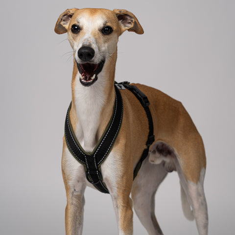 Whippet trägt ergonomisches Hundegeschirr aus Softshell in Dark Olive – speziell für Windhunde entwickelt