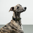 Bild in Galerie-Betrachter laden, Softshell Halsband Dark Olive
