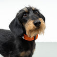 Bild in Galerie-Betrachter laden, Softshell Halsband Neon Orange
