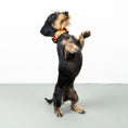 Bild in Galerie-Betrachter laden, Softshell Halsband Neon Orange

