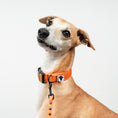 Bild in Galerie-Betrachter laden, Softshell Halsband Neon Orange

