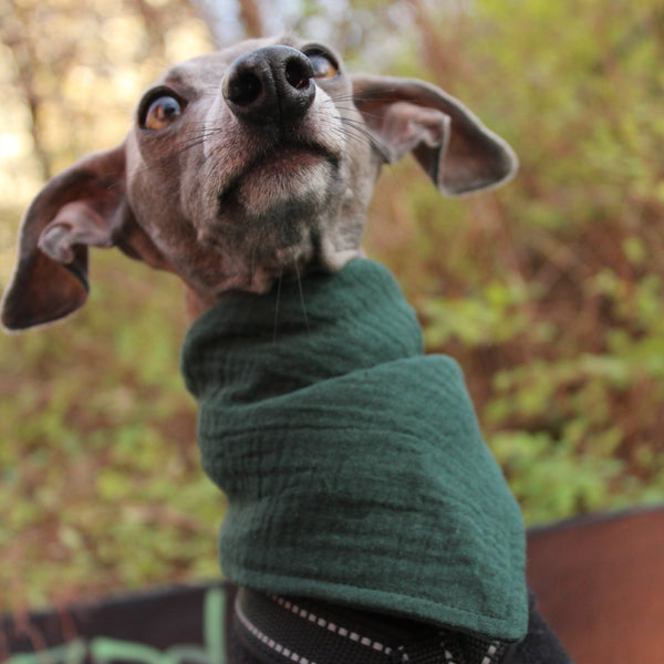 Hundebandana aus Baumwollmusselin