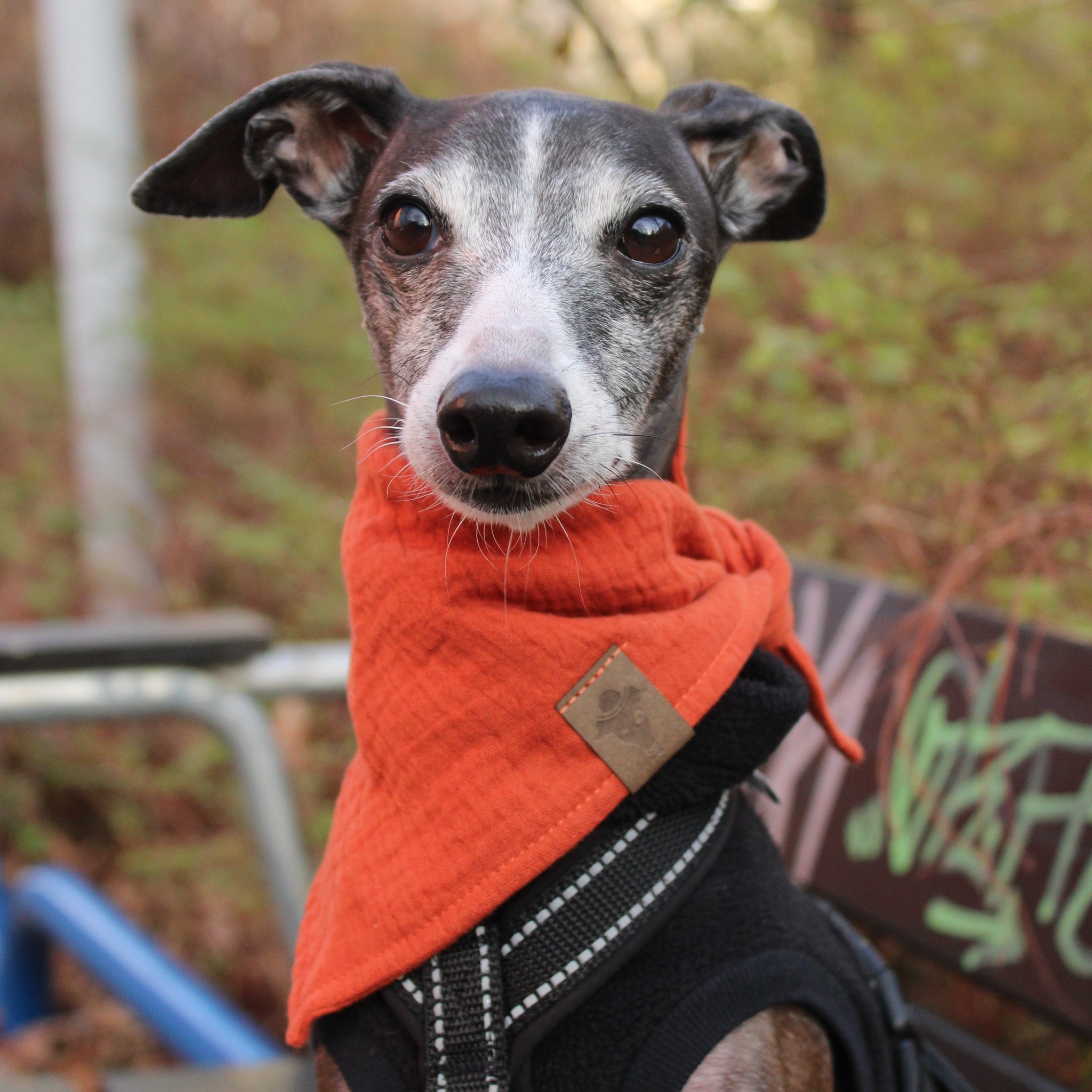 Hundebandana aus Baumwollmusselin