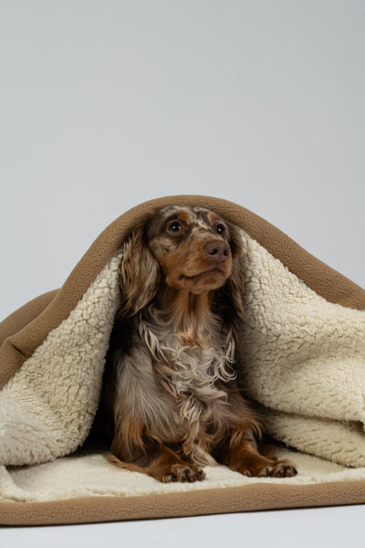 Ein Dackel liegt halb eingehüllt im Schlafsack aus Teddystoff und Polarfleece.