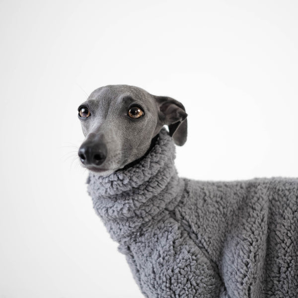 italian greyhound