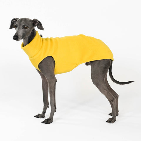 Long Shirt for italian greyhound