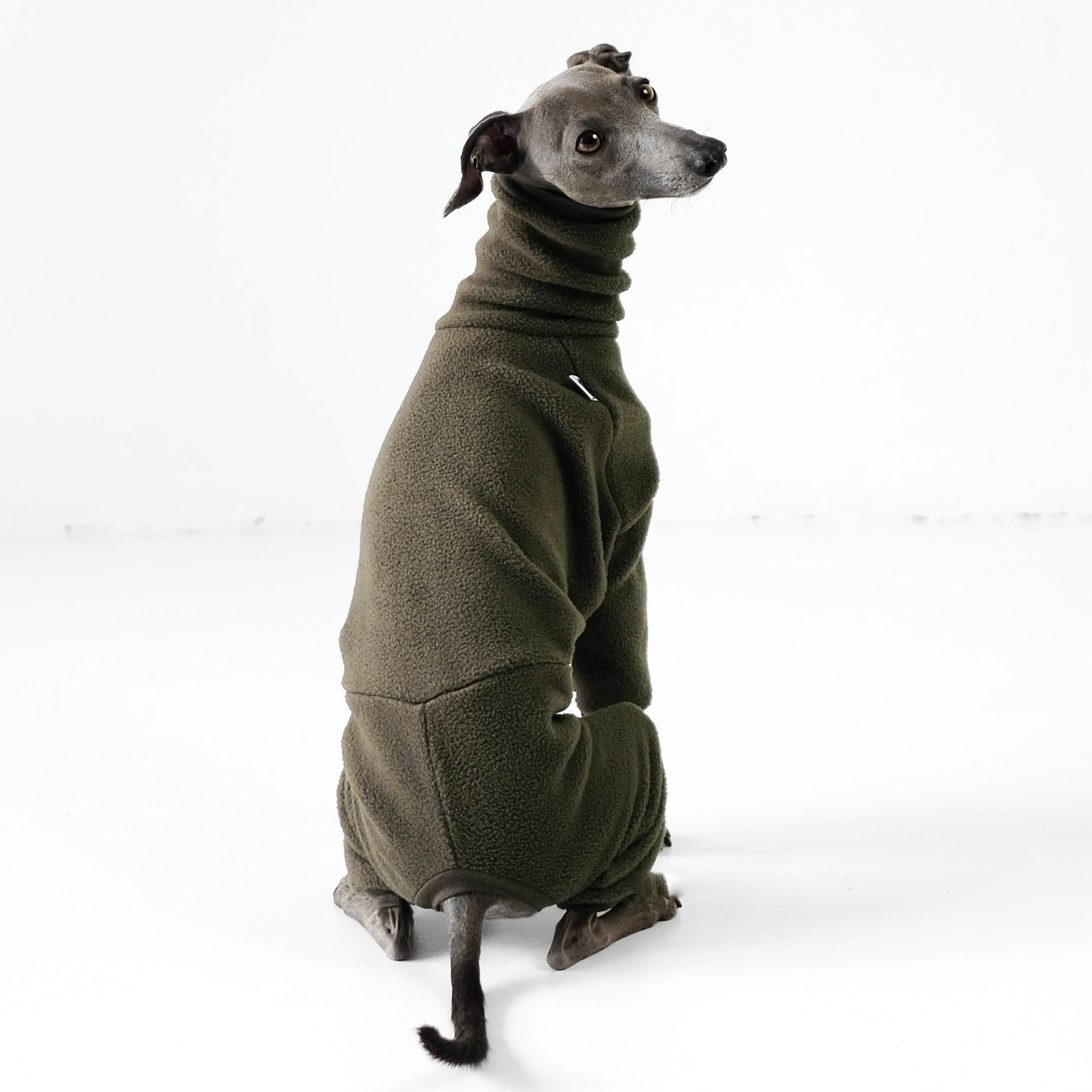 Italienisches Windspiel Hund