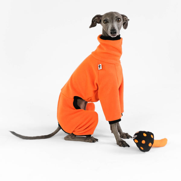 Halloween Special Italian Greyhound