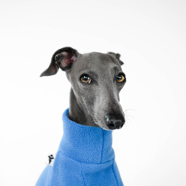 Italian Greyhound