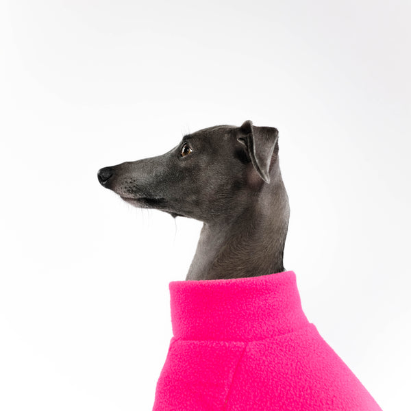 Italian Greyhound