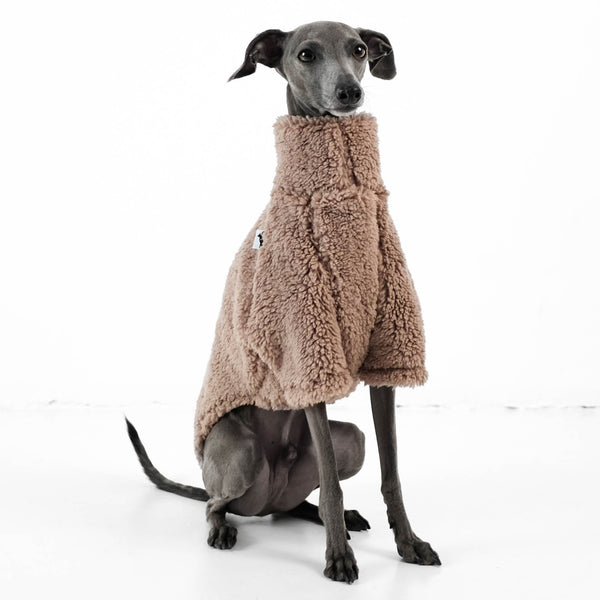 italian greyhound pullover teddy