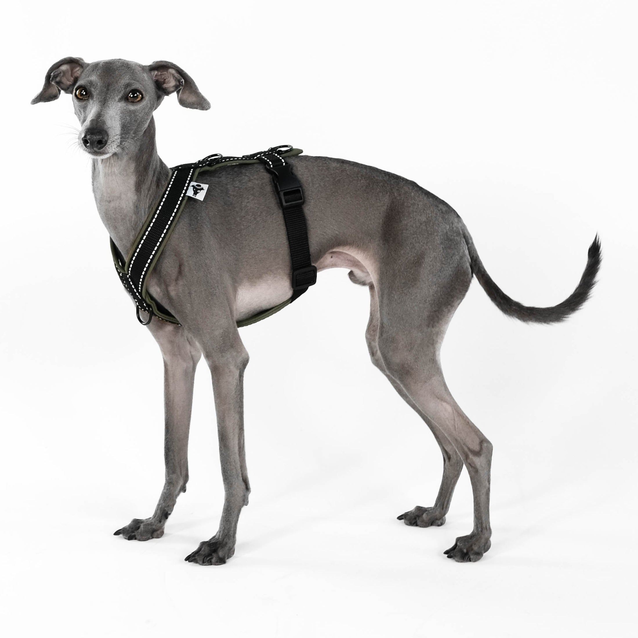 IG Softshell Geschirr Khaki