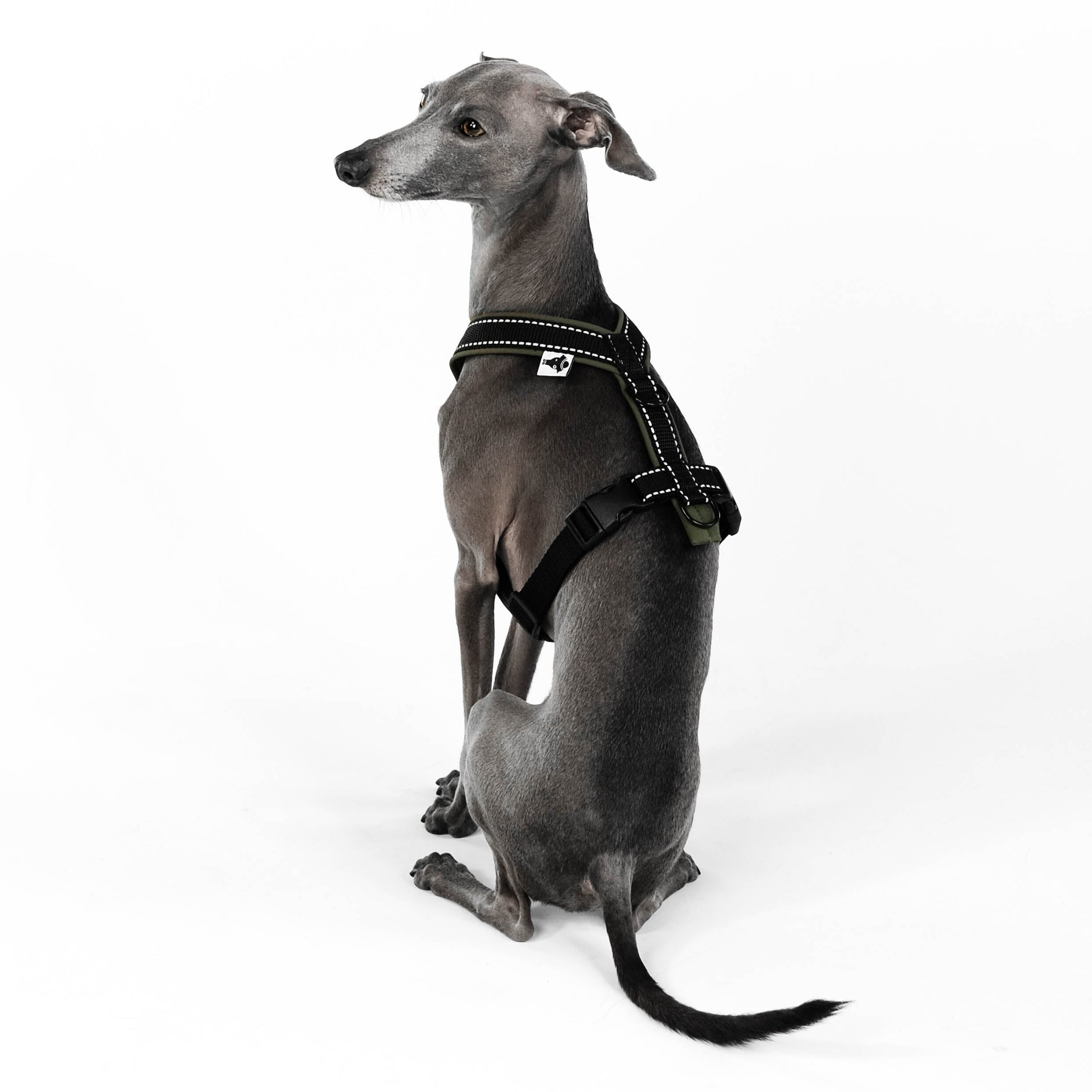 Windspiel Softshell Geschirr Khaki