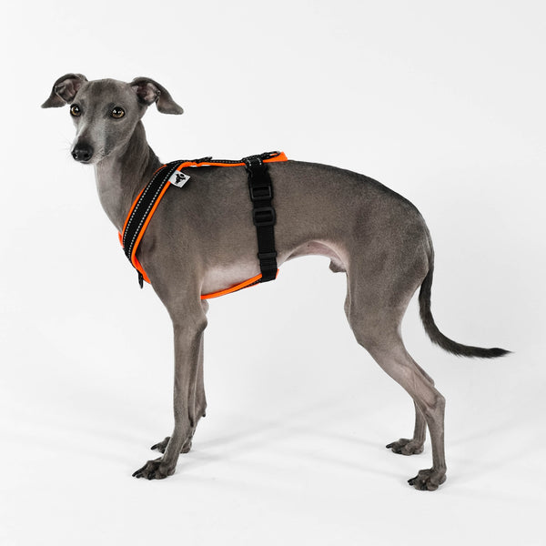 Reflective Dog Harness