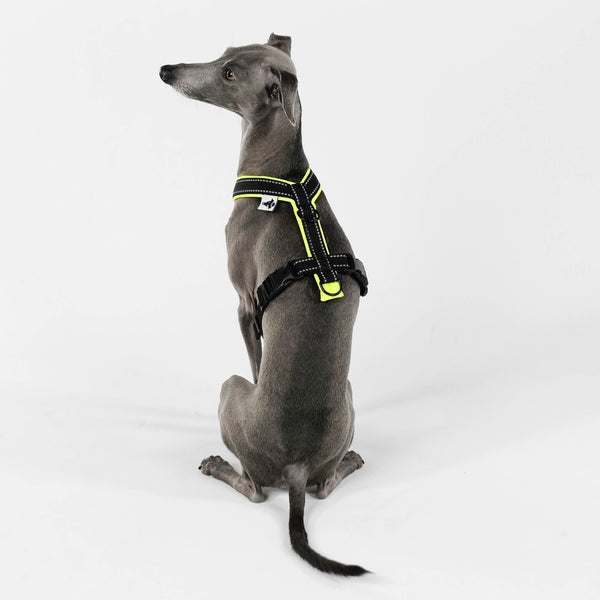 Ig Softshell Harness neon Yellow