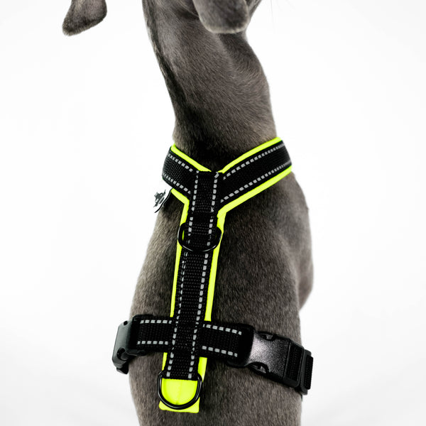 IG Softshell Harness Neon Yellow