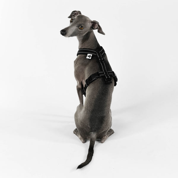 IG Softshell Harness Reflective