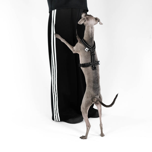 Italian Greyhound Harness