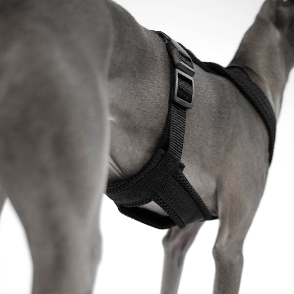 Sighthound Harness