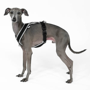 Italian Greyhound Harness