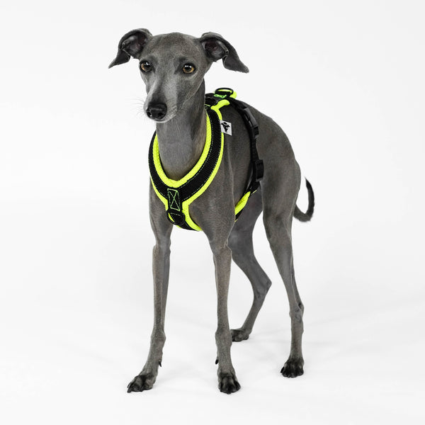 Italian Greyhound Harness