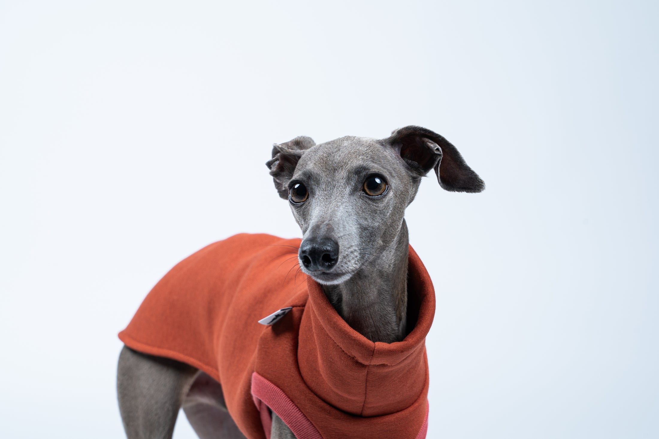 Detailansicht: Sweat Shirt in Terracotta – weicher Baumwollfleece und feine Verarbeitung für Windspiele