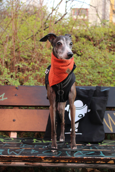 Hundehalstuch Brick Red