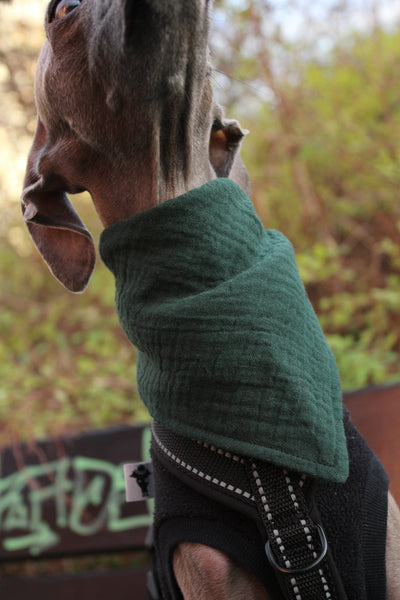 Hundehalstuch Forest Green