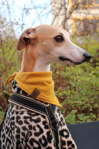 Hundehalstuch Sunny Yellow