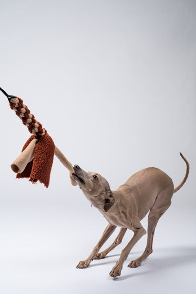 Windspiel zieht energisch am elastischen Gurtband des Spielzeugs.