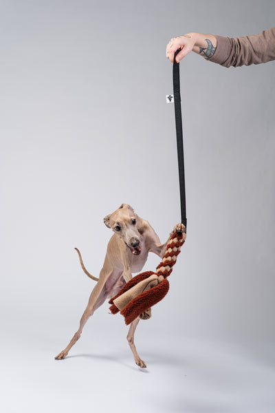 Italienisches Windspiel springt nach dem Bungee-Tau im Studio.