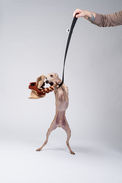 Windspiel spielt ausgelassen mit dem Fleece-Zopf im Fotostudio.