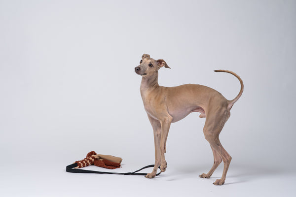 Windspiel posiert neben dem handgefertigten Karma Hund Bungee-Tau.