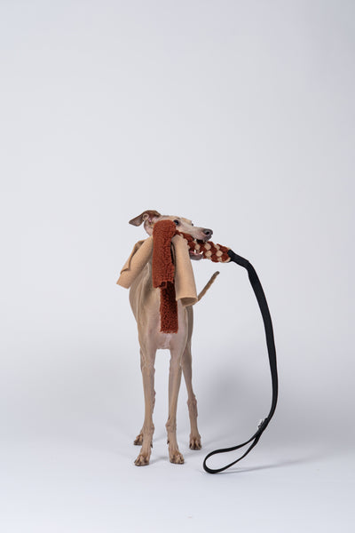 Windspiel hält das handgeflochtene Fleece des Bungee-Taus zwischen den Zähnen.