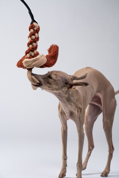 Italienisches Windspiel zerrt spielerisch am Karma Hund Bungee-Tau.