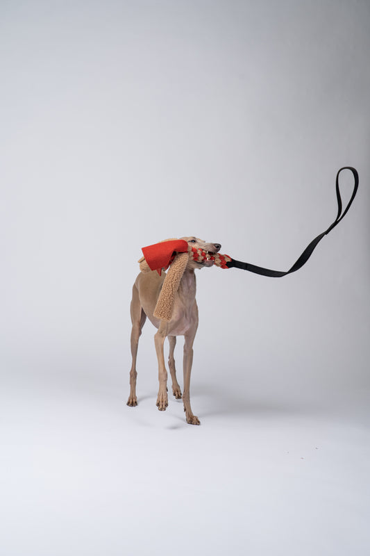 Windspiel hält das handgeflochtene Fleece des Bungee-Taus zwischen den Zähnen.