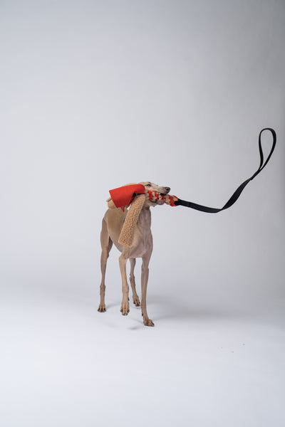 Windspiel hält das handgeflochtene Fleece des Bungee-Taus zwischen den Zähnen.