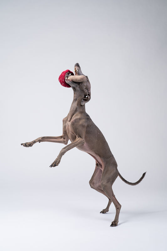 Italienisches Windspiel apportiert den Pilz in einer professionellen Studioaufnahme.