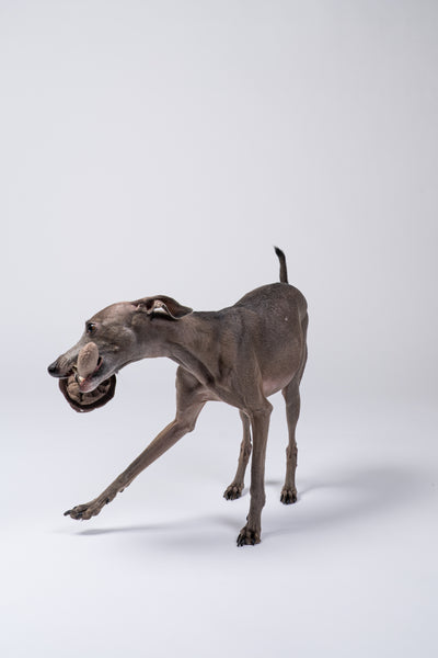 Italienisches Windspiel hält den Stoffpilz stolz im Maul vor neutralem Studiohintergrund.