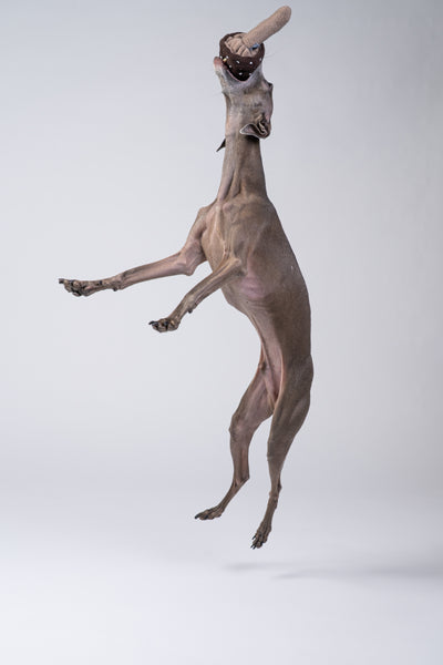 talienisches Windspiel spielt ausgelassen mit dem handgenähten Pilz im Studio.